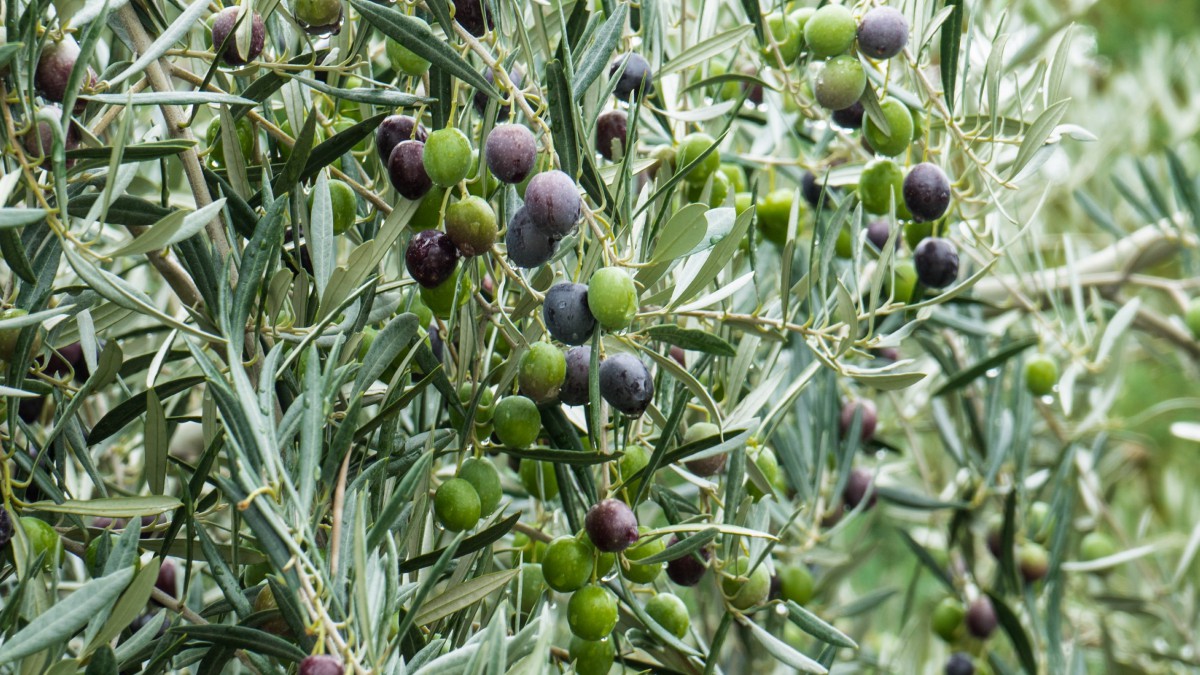 橄榄树上的橄榄树图片-花卉壁纸-高清花卉图片-第15图-娟娟壁纸