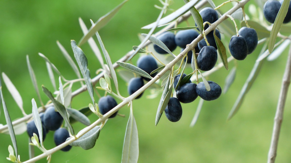 橄榄树上的橄榄树图片-花卉壁纸-高清花卉图片-第3图-娟娟壁纸