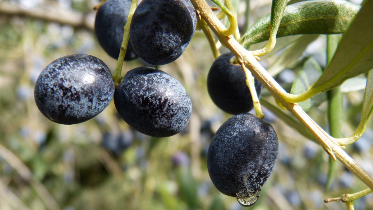 橄榄树上的橄榄树图片-花卉壁纸-高清花卉图片-第7图-娟娟壁纸