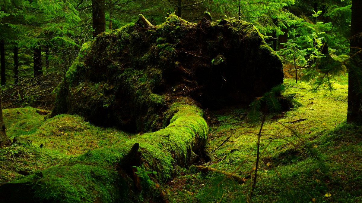 森林里的绿色青苔图片-风景壁纸-高清风景图片-第6图-娟娟壁纸