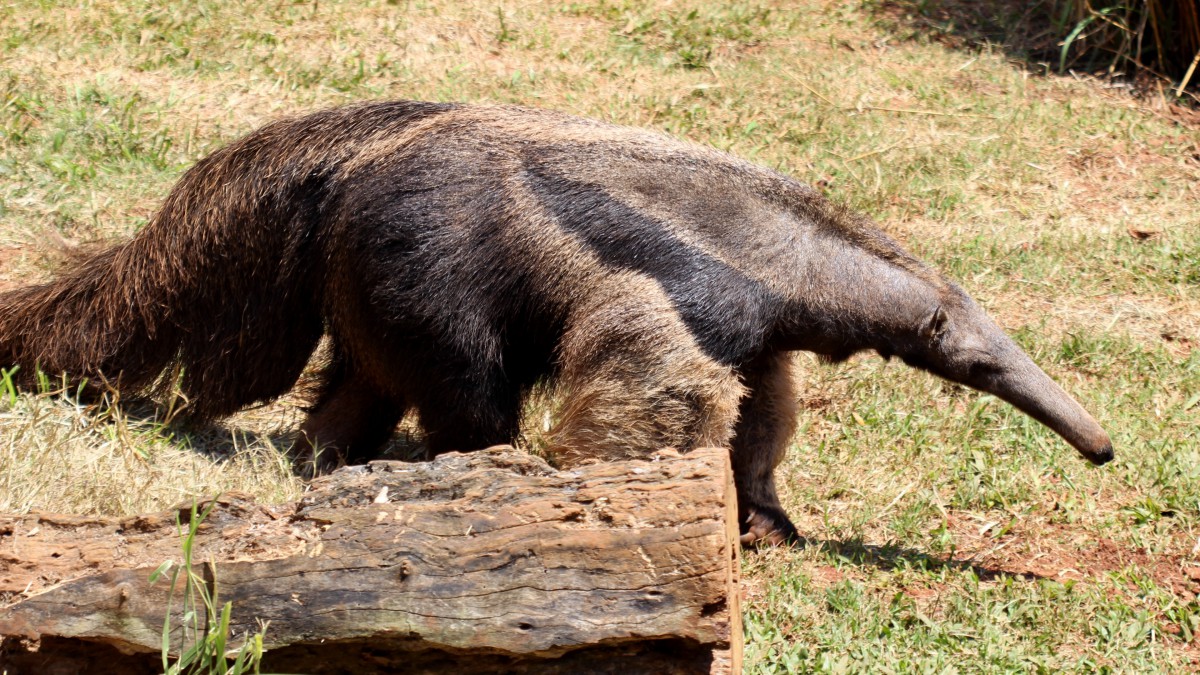 食蚁兽图片-动物壁纸-高清动物图片-第2图-娟娟壁纸