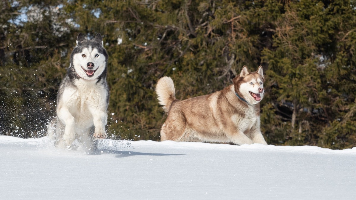 调皮的哈士奇图片大全-动物壁纸-高清动物图片-第2图-娟娟壁纸