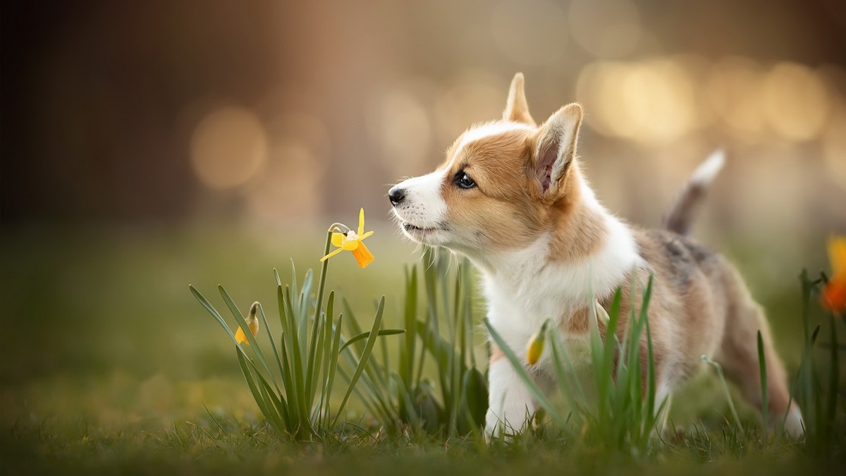 短腿柯基犬狗狗图片