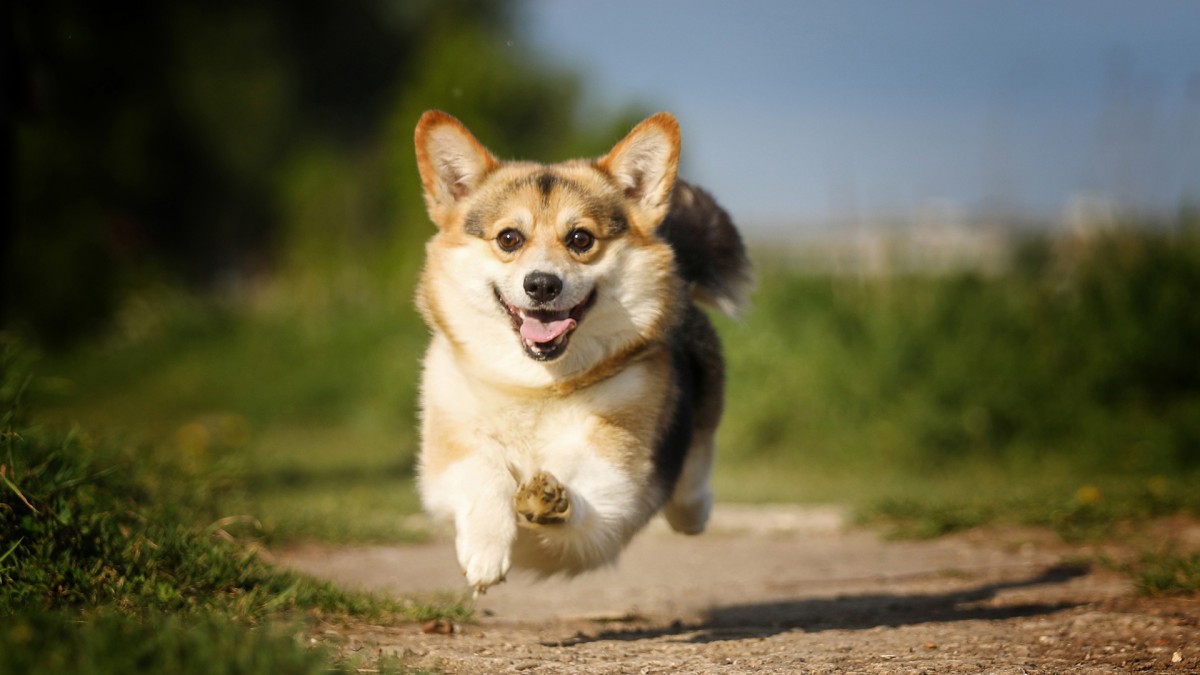 短腿柯基犬狗狗圖片-動物壁紙-高清動物圖片-第7圖-娟娟壁紙