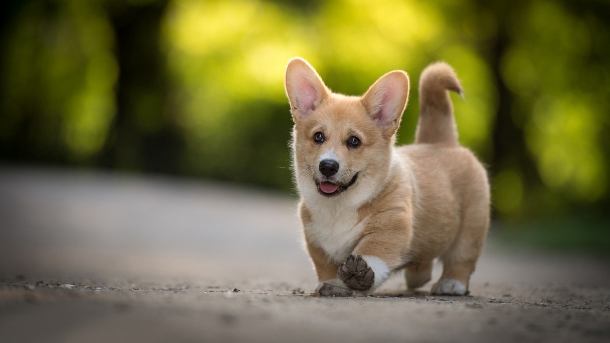 短腿柯基犬狗狗圖片-動物壁紙-高清動物圖片-第8圖-娟娟壁紙