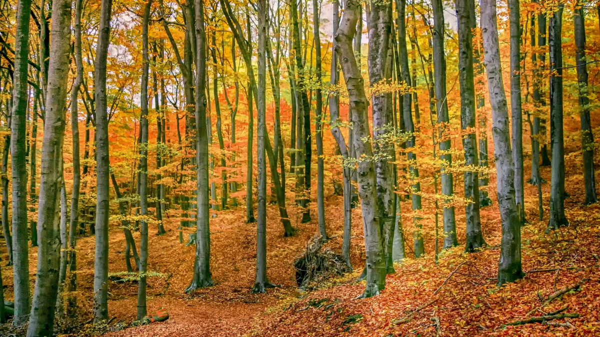 深秋金黄的小树林图片-风景壁纸-高清风景图片-第5图-娟娟壁纸