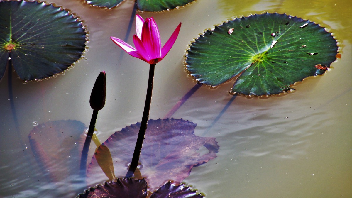 桌面壁纸 花卉 鲜花特写 红莲花图片高清大图简介