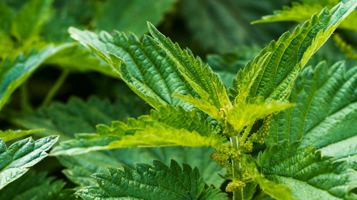 植物荨麻图片1720