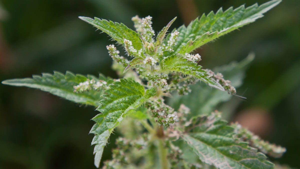 植物荨麻图片(2/20)