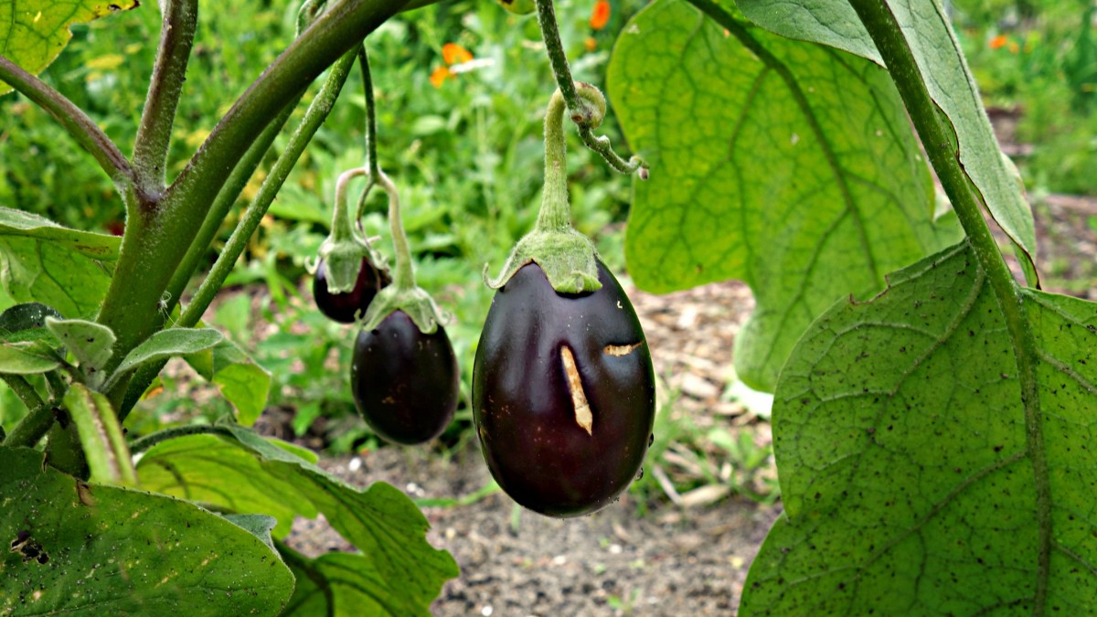 紫色茄子图片大全612