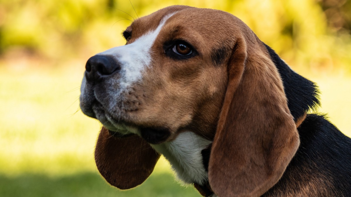 米格魯獵兔犬圖片-動物壁紙-高清動物圖片-第11圖-娟娟壁紙