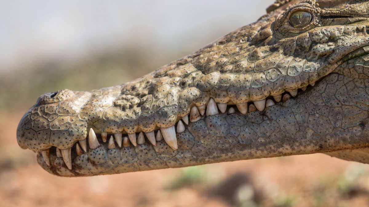 高清鳄鱼图片大全1012