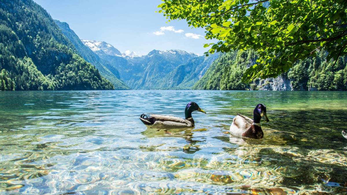 鸭子图片大全-动物壁纸-高清动物图片-第6图-娟娟壁纸