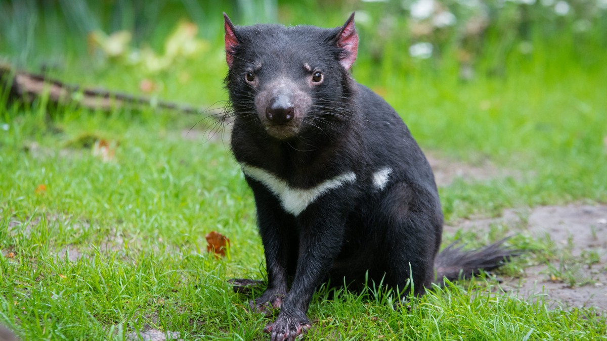 性情凶猛的袋獾图片310