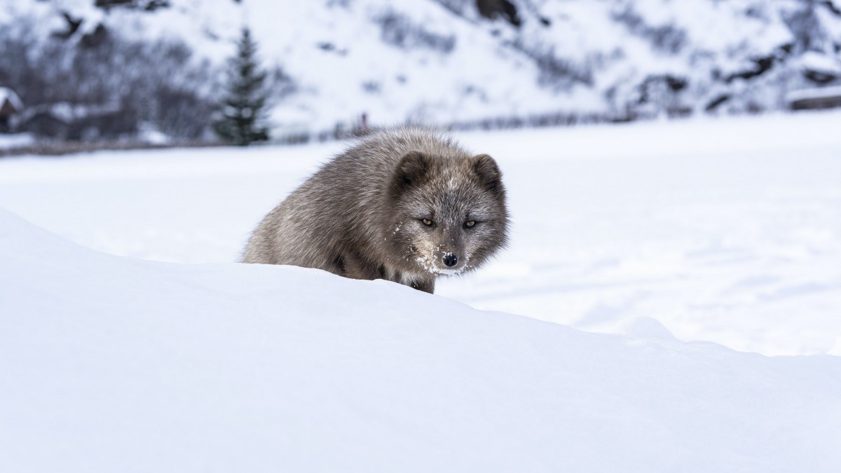高清北极狐图片(6/12)