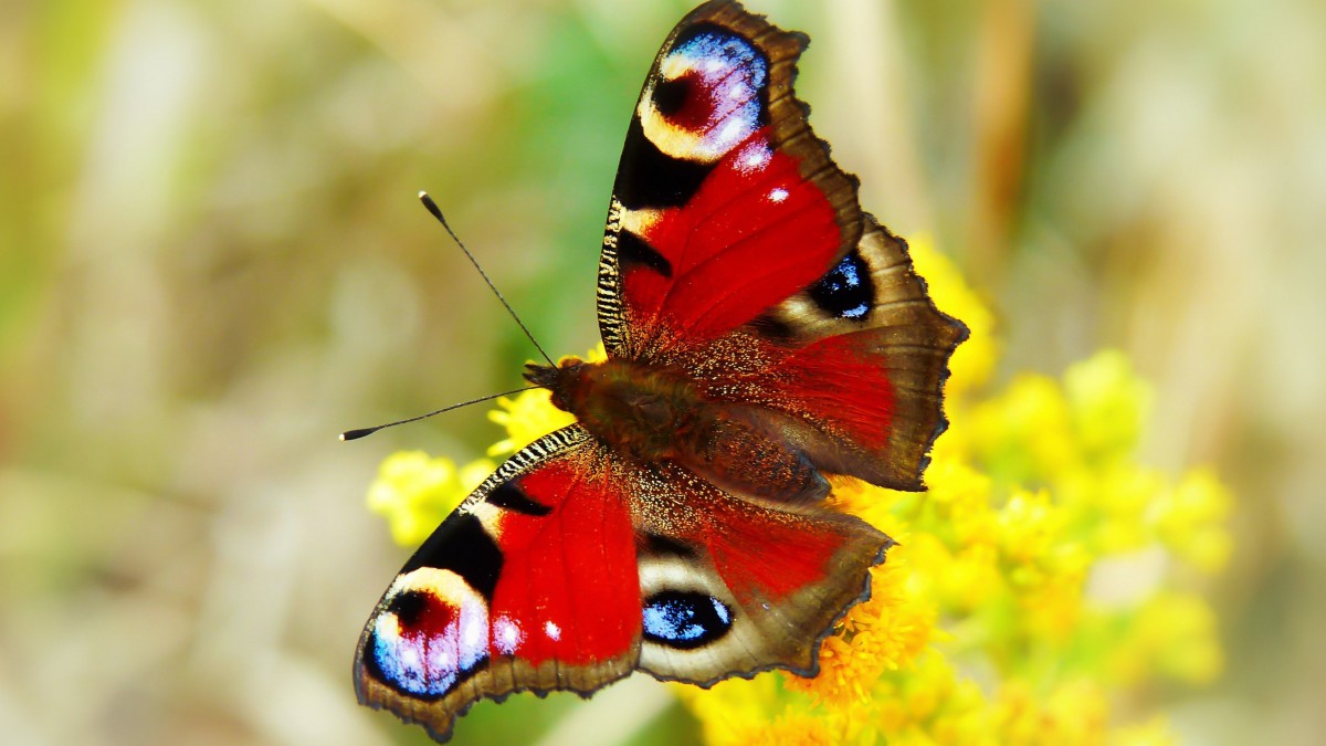 孔雀蝴蝶的外形图片