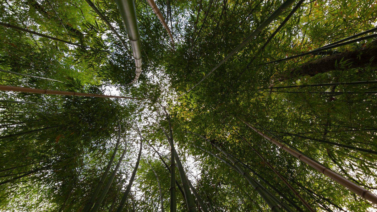 优美的竹林图片-风景壁纸-高清风景图片-第8图-娟娟壁纸