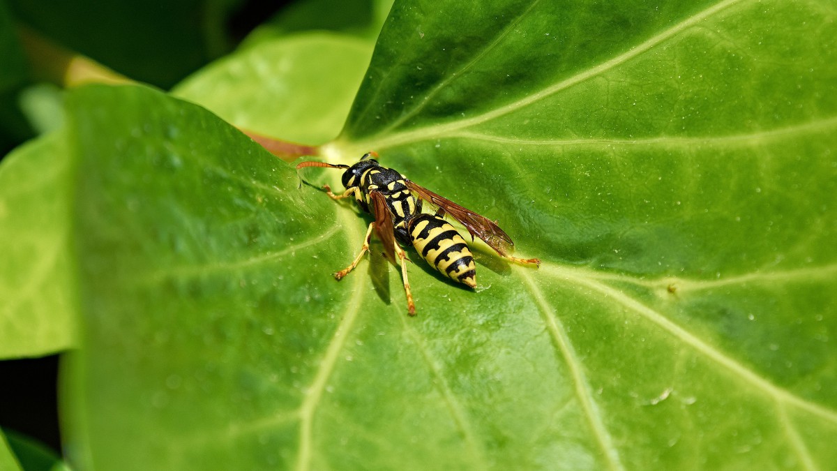 有毒的黄蜂图片大全49