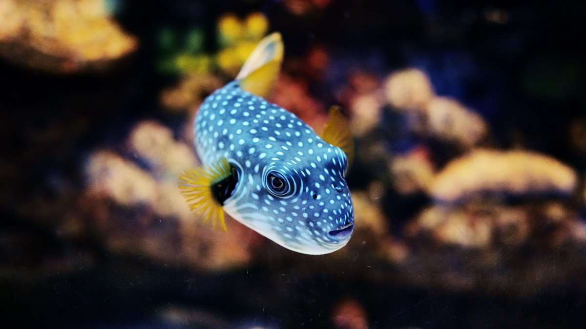 高清河鲀图片-动物壁纸-高清动物图片-第5图-娟娟壁纸