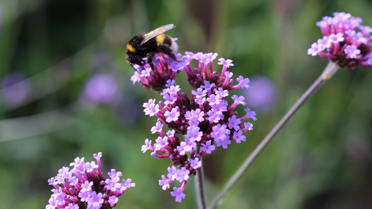 柳叶马鞭草图片1112