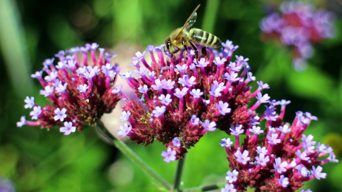 柳叶马鞭草图片(5/12)