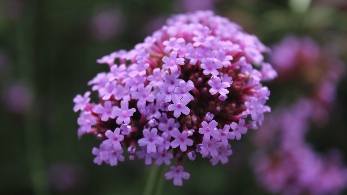 柳叶马鞭草图片712