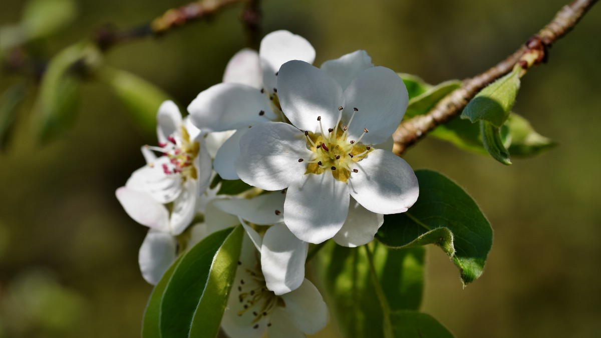 清闲淡雅的梨花图片-花卉壁纸-高清花卉图片-第10图-娟娟壁纸