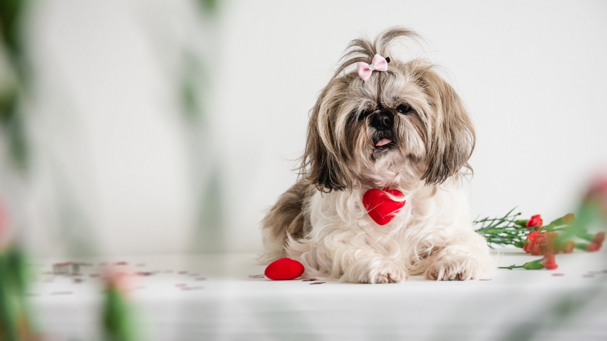 西施犬圖片大全大圖-動物壁紙-高清動物圖片-娟娟壁紙