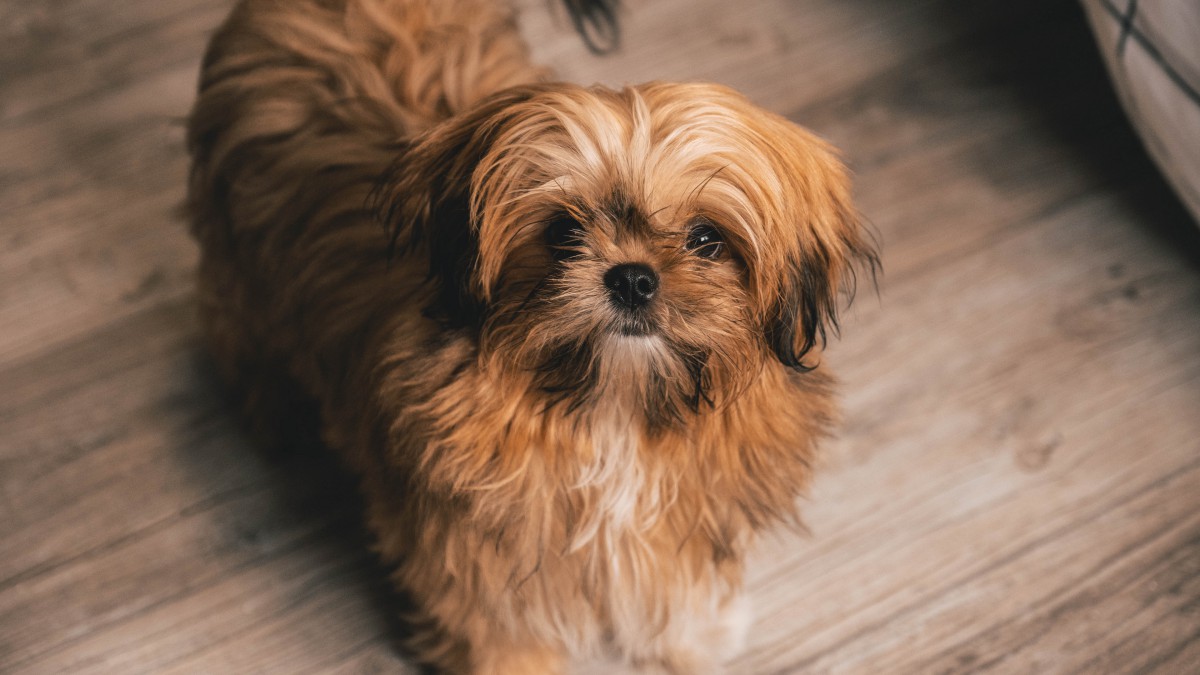 西施犬圖片大全大圖-動物壁紙-高清動物圖片-第2圖-娟娟壁紙