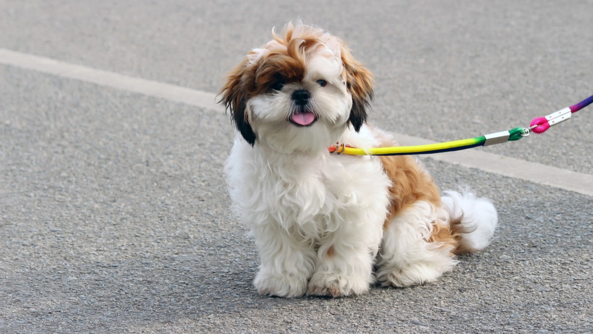 西施犬图片壁纸图片