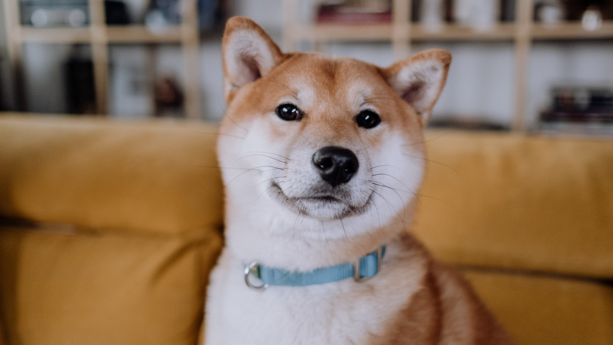 日本國犬秋田犬圖片113