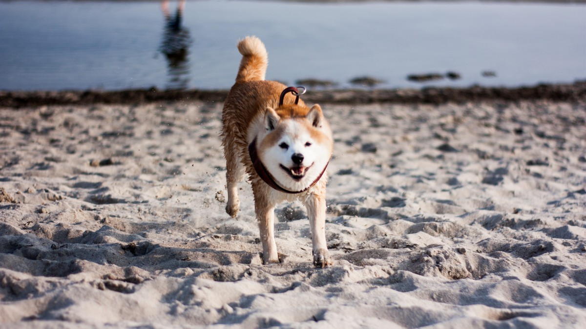 日本国犬 秋田犬图片