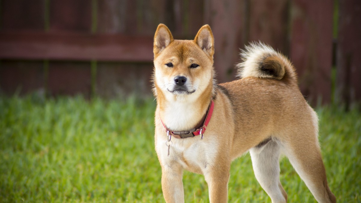 秋田犬壁纸可爱图片