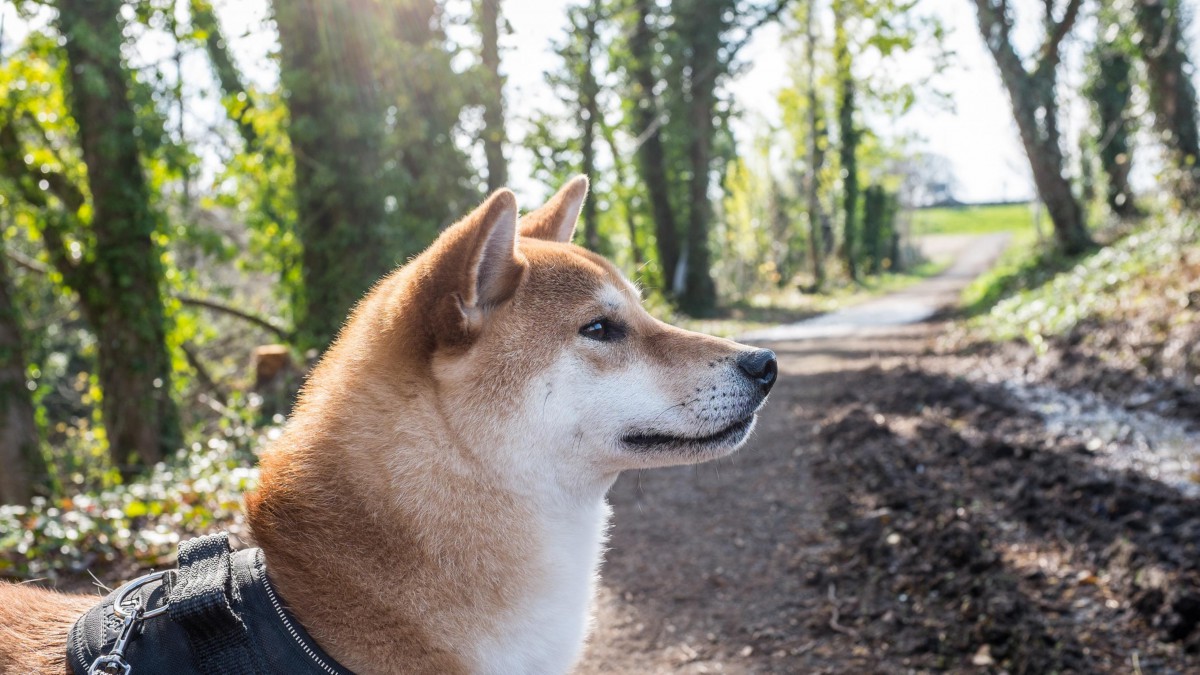 日本国犬 秋田犬图片-动物壁纸-高清动物图片-第7图-娟娟壁纸