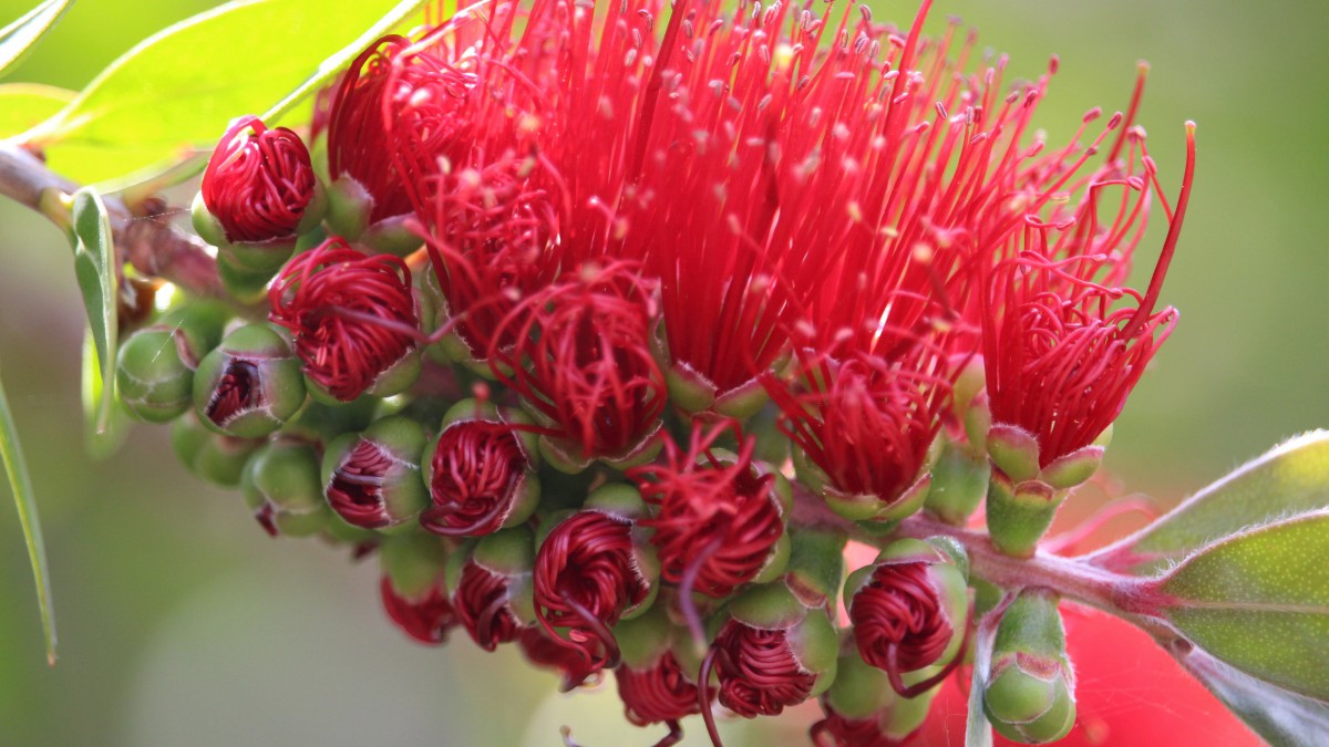 红千层图片大全大图113