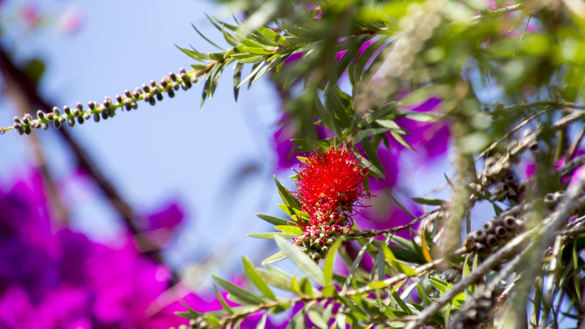 红千层图片大全大图(2/13)