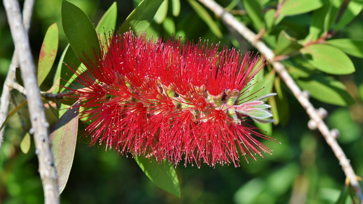 红千层图片大全大图313