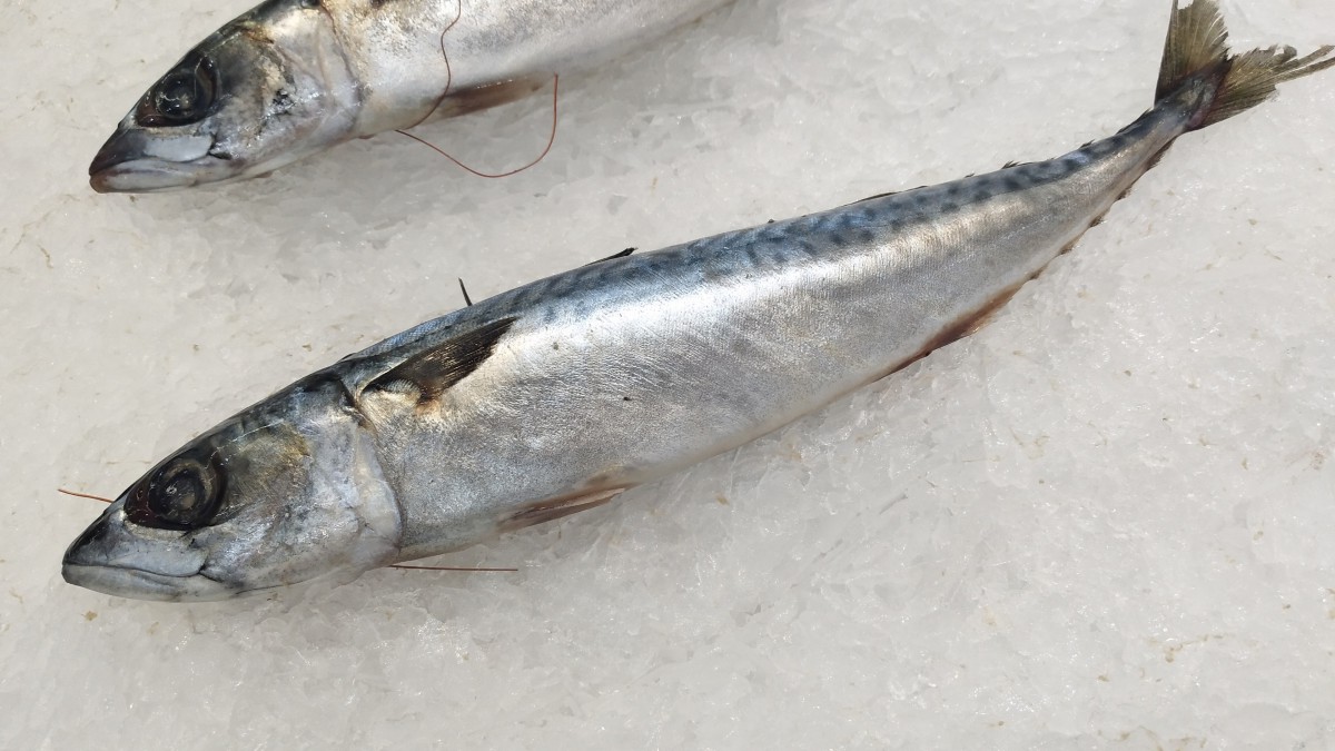 沙丁魚圖片大全大圖-動物壁紙-高清動物圖片-第7圖-娟娟壁紙