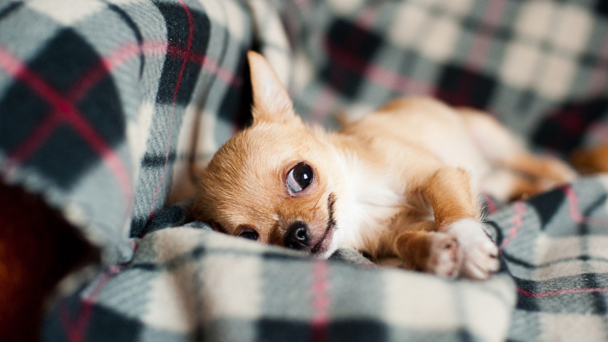 高清吉娃娃犬图片-动物壁纸-高清动物图片-第12图-娟娟壁纸