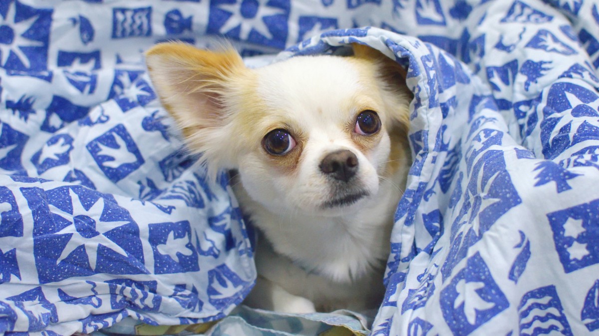 高清吉娃娃犬图片716