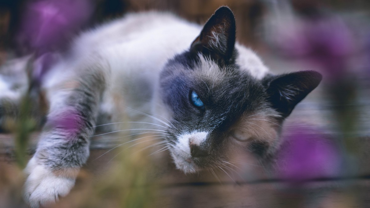 桌面壁紙 動物 可愛貓咪 > 高清暹羅貓圖片大全壁紙分辨率:(3840x2160