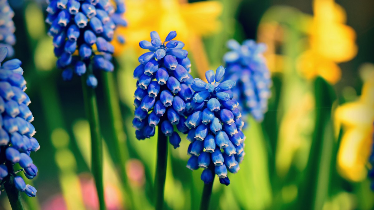 风信子花(风信子花期能开多久)