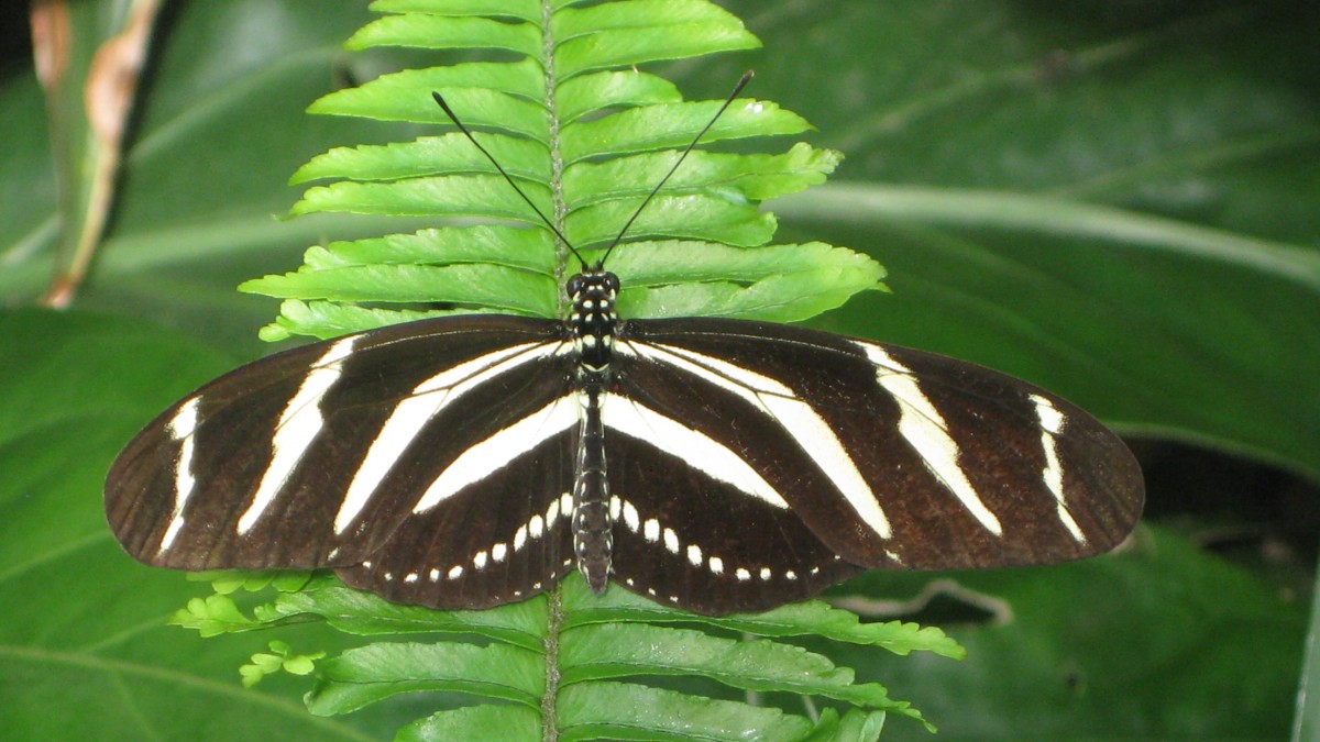 美丽的黄条袖蝶图片(5/11)