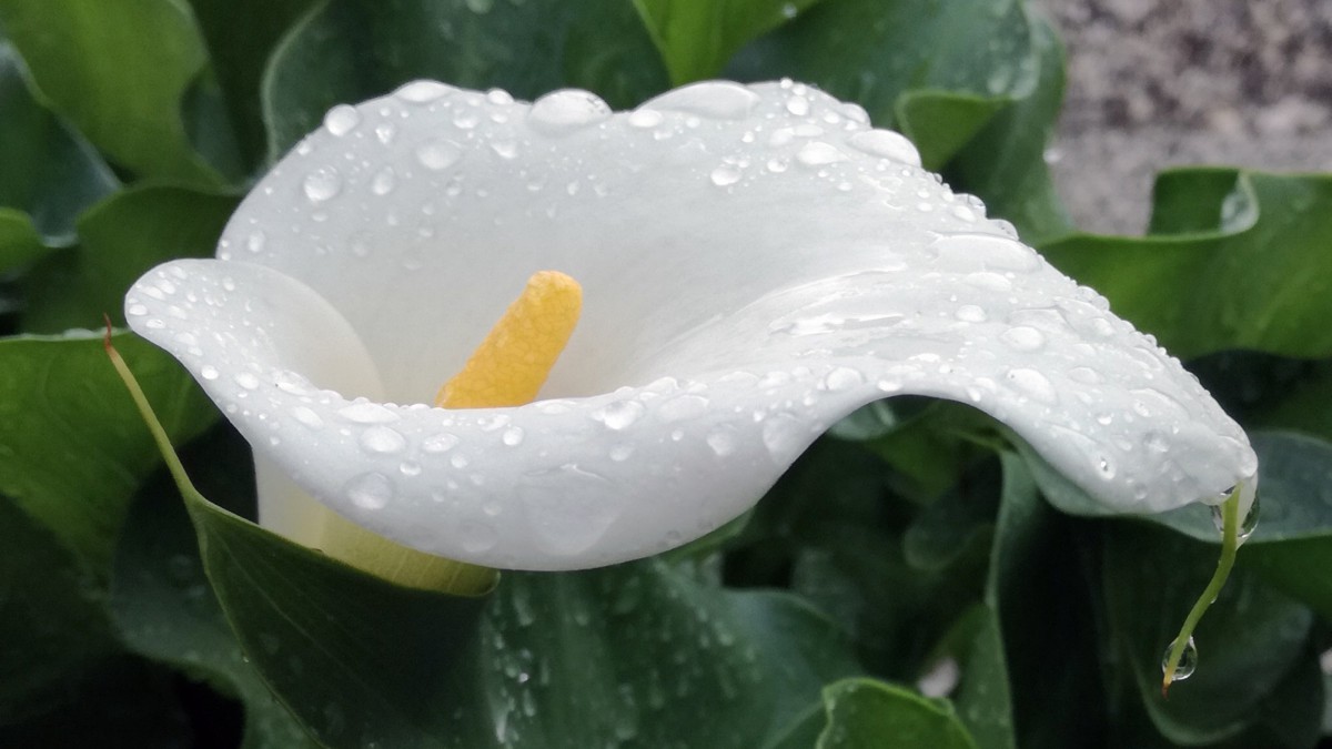 洁白如雪的马蹄莲图片-花卉壁纸-高清花卉图片-娟娟壁纸