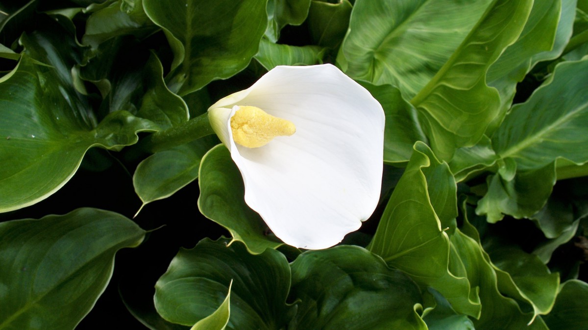 洁白如雪的马蹄莲图片-花卉壁纸-高清花卉图片-第8图-娟娟壁纸