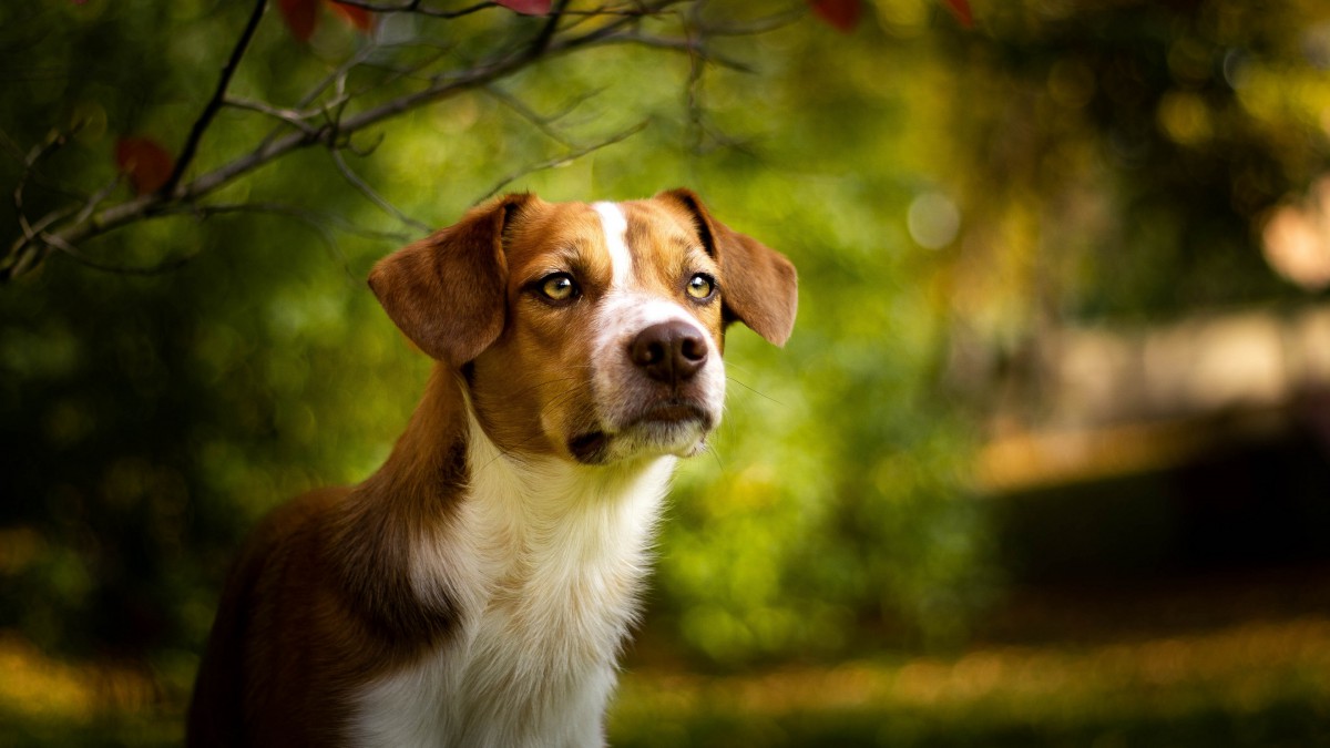 活泼可爱的米格鲁猎兔犬图片-动物壁纸-高清动物图片-第2图-娟娟壁纸
