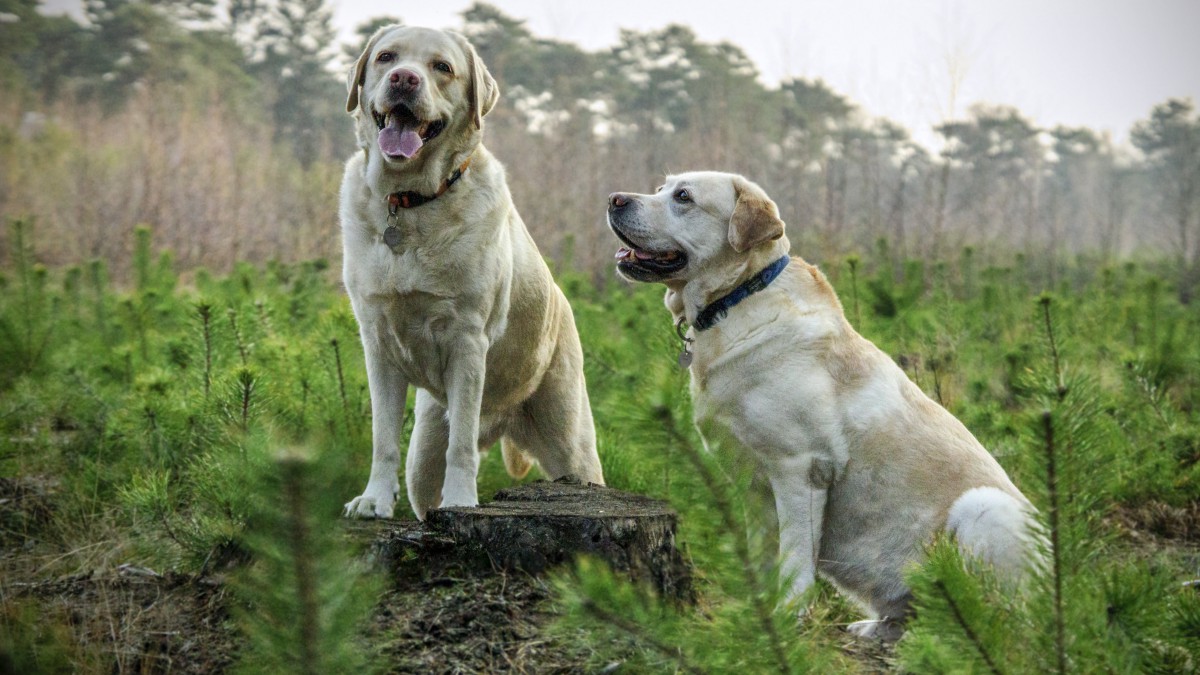 拉布拉多猎犬高清图片-动物壁纸-高清动物图片-娟娟壁纸