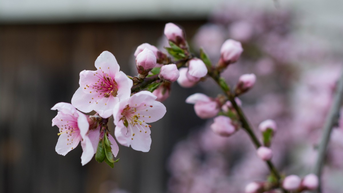 高清的桃花图片大图-花卉壁纸-高清花卉图片-第8图-娟娟壁纸