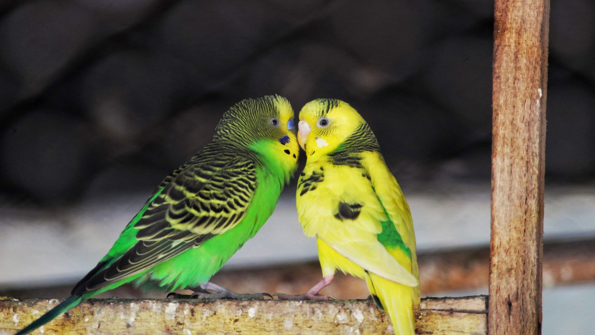 虎皮鹦鹉图片大全-动物壁纸-高清动物图片-第7图-娟娟壁纸