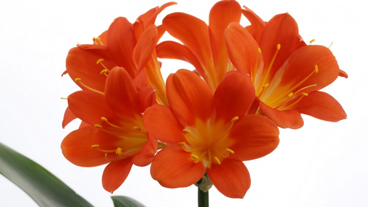 高清君子兰图片大图(17/21)